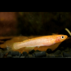 Aphyosemion Australe Female