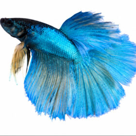 Betta Splendens Bumblebee Male