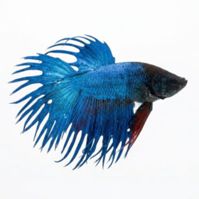 Betta Splendens Crown Tail Male Blue WYSIWYG