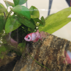 Betta Splendens Female Koi