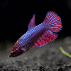 Betta Splendens Female διάφοροι