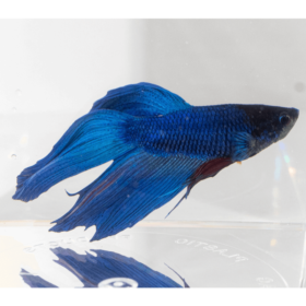 Betta Splendens Veiltail Male Blue