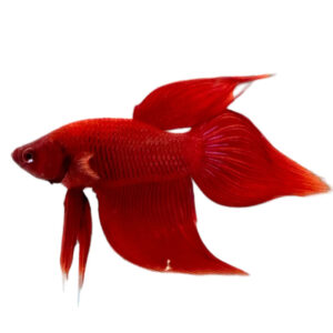 Betta Splendens Veiltail Male Red