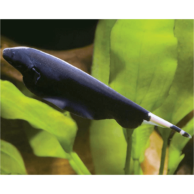 Black Ghost Knife Fish