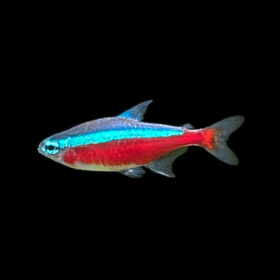 Cardinal Tetra Paracheirodon axelrodi