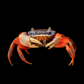 Cardisoma Armatum