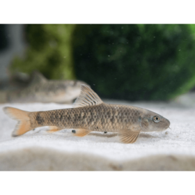 Doctor Fish