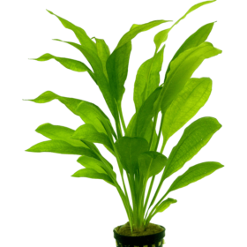 Echinodorus bleheri