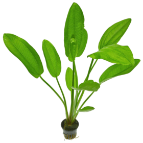 Echinodorus cordifolius red