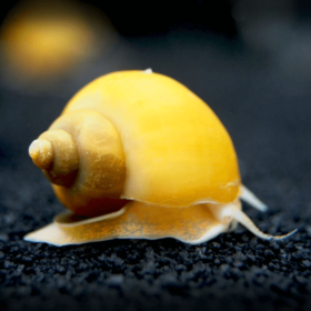 Golden Snail