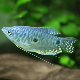 Gourami Blue