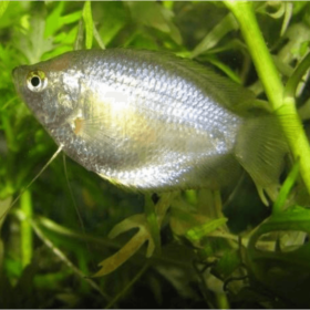 Gourami Dwarf Female