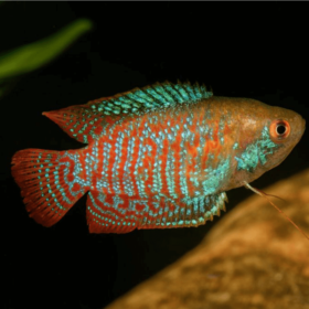 Gourami Dwarf Male