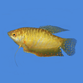 Gourami Gold