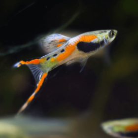 Guppy Endlers Mix Male