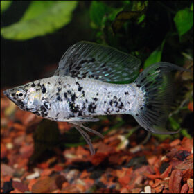 Molly Marble Sailfin