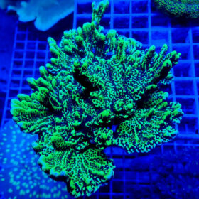 Montipora Spongodes