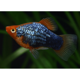 Platy Metallic Black Coral