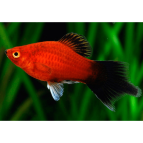 Platy Pintail Red Wagtail