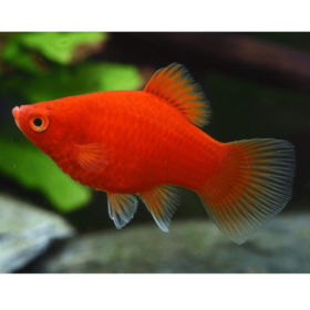 Platy Red