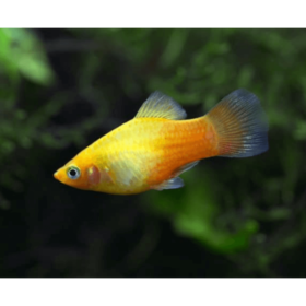 Platy Yellow