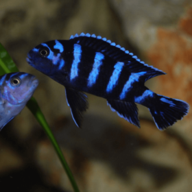 Pseudotropheus Demasoni