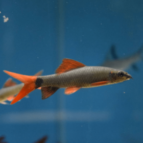 Rainbow Shark