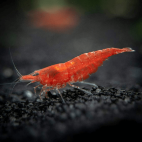 Red Cherry Shrimp