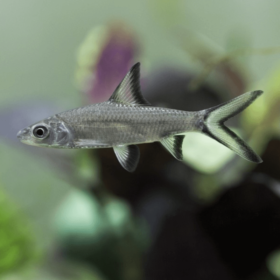 Silver Shark