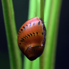 Spotted Snail