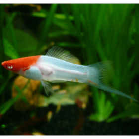 Swordtail Red Eye Kohaku