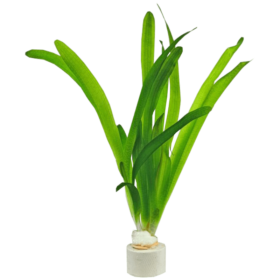 Vallisneria gigantea