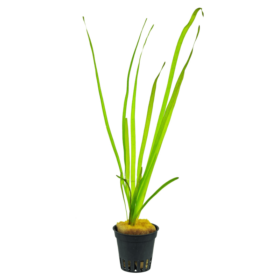 Vallisneria spiralis