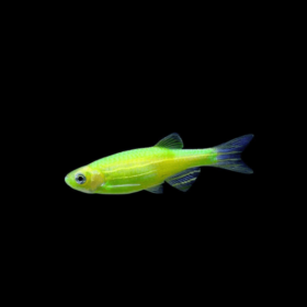 Zebra Danio Luminous Green