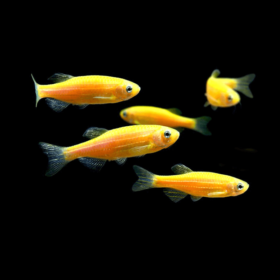 Zebra Danio Luminous Orange