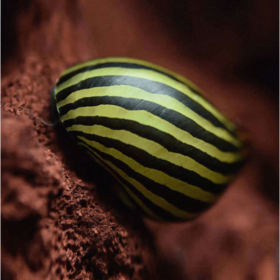 Zebra Snail