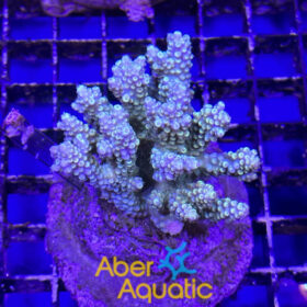 Acropora