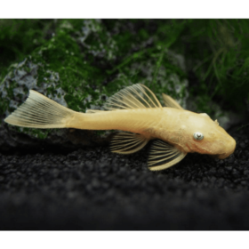 Πλεκόστομοι Albino
