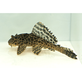 Πλεκόστομοι Leopard Sailfin