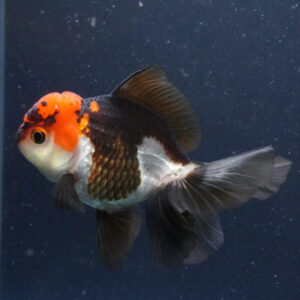 Χρυσόψαρα Oranda Lionhead Tricolour
