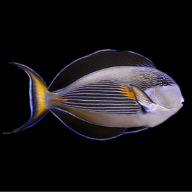 Acanthurus Sohal