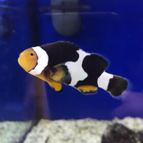 Amphiprion Percula Black