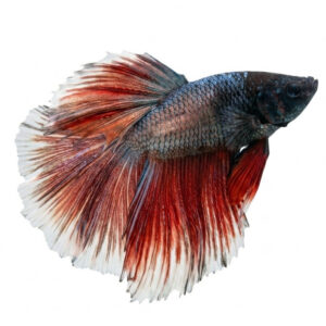 Betta Dragon Red-White WYSIWYG