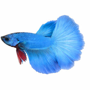 Betta Rose Tail WYSIWYG