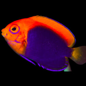 Centropyge Acanthops