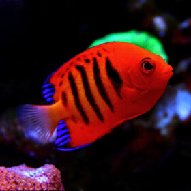 Centropyge Loriculus Flame angelfish