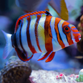 Choerodon Fasciatus