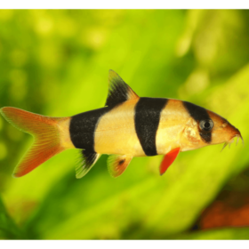 Clown Loach