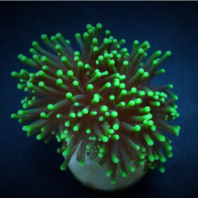 Euphyllia Glabrescens Green Premium