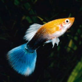 Guppy Golden Neon Male